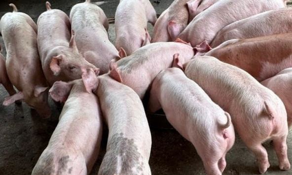 Giá heo hơi 12/4: Đà tăng chững lại