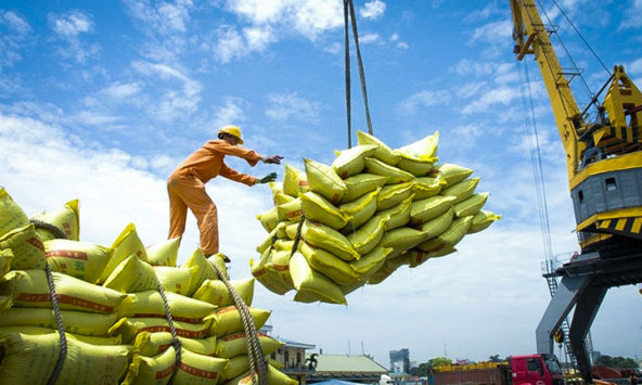 Dự báo giá gạo xuất khẩu vẫn duy trì ở mức cao