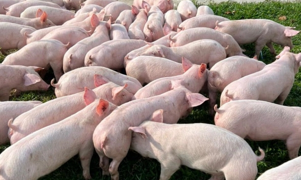 Giá heo hơi 13/4: Doanh nghiệp tăng giá heo thịt bán ra