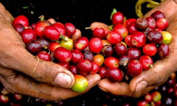 Thị trường cà phê sôi động, giá tăng vọt