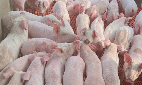 Giá heo hơi hôm nay 14/4: Giá heo hơi miền Bắc tăng thêm