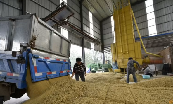 An ninh lương thực khiến Trung Quốc siảm sử dụng đậu nành trong thức ăn chăn nuôi