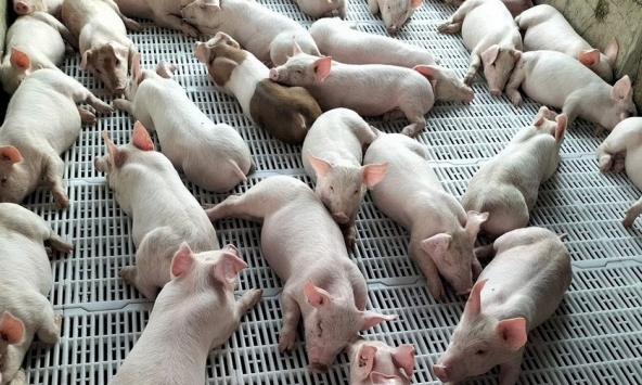 Giá heo hơi 15/4: Tăng ở cả miền Nam và miền Bắc