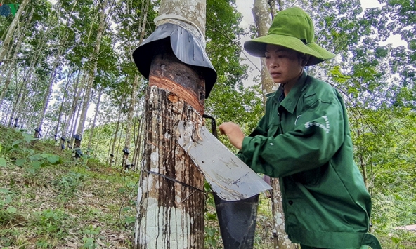 Xuất khẩu cao su sẽ bất lợi do lo ngại kinh tế thế giới suy thoái