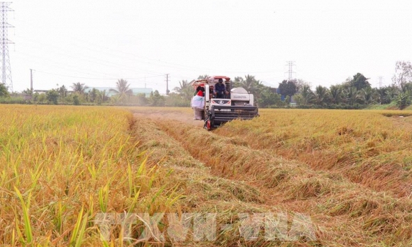 Nhu cầu đối với gạo Việt Nam tăng mạnh