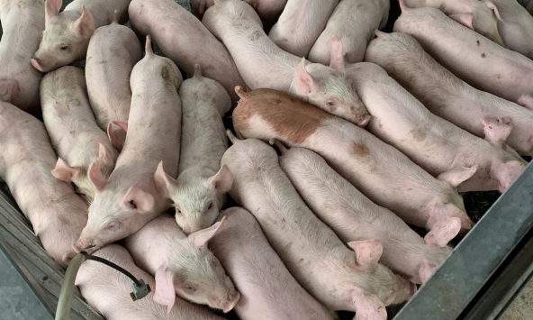 Giá heo hơi 17/4: Vẫn tăng nhưng chưa có ngưỡng mới