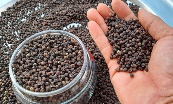 Giá hồ tiêu được dự báo khó có biến động mạnh