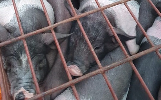 Giá heo hơi 18/4: Duy trì đà tăng, lên mức cao nhất từ đầu năm