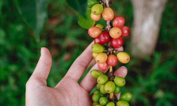 Thị trường nông sản 18/4: Cà phê giữ mức trên 50.000 đồng/kg, cao su biến động trái chiều