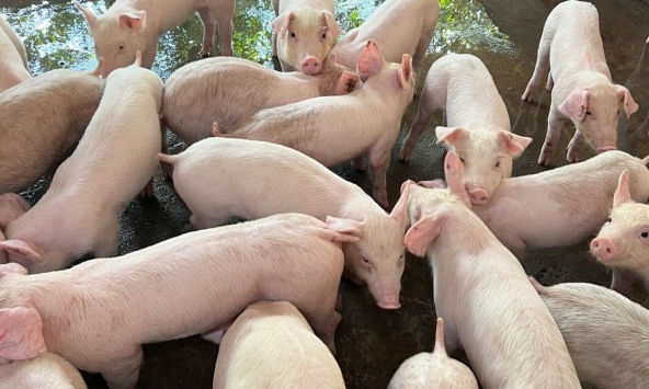 Giá heo hơi 19/4: Thị trường sôi động, duy trì đà tăng