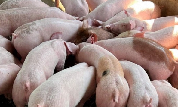 Giá heo hơi 20/4: Vẫn giữ đà tăng
