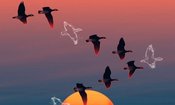 Tại sao chim chết từ trên trời rơi xuống?