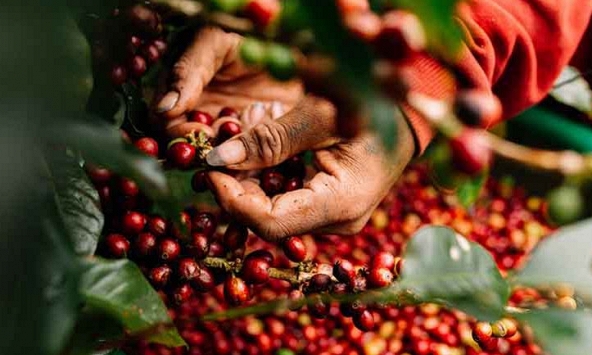 Nông sản và cà phê đón nhận lực mua tích cực