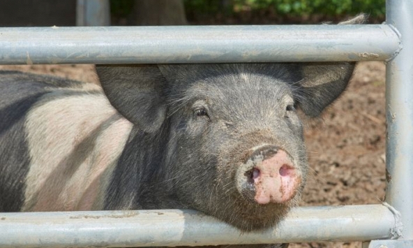 Giá heo hơi 26/4: Đồng loạt giảm