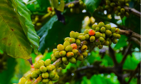 Thị trường nông sản trước lễ 30/4: Giá tiêu bật tăng mạnh, cà phê, cao su giảm