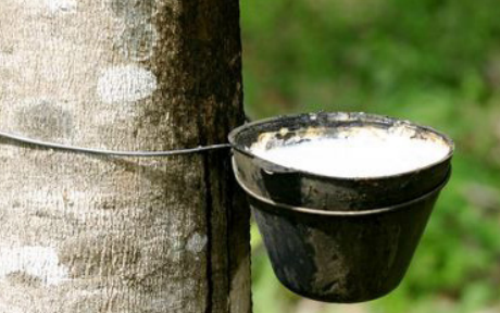 Hà Lan tăng lượng cao su nhập từ Việt Nam