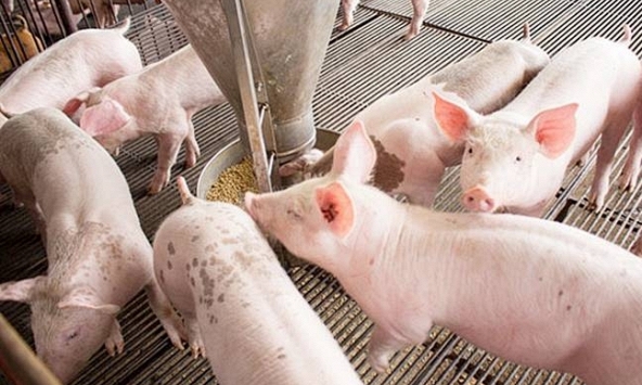 Giá heo hơi hôm nay 27/4: Ba miền quanh mức 50.000 - 52.000 đồng/kg