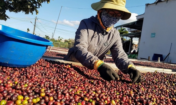 Nhập khẩu cà phê Việt Nam vào Mỹ tăng mạnh