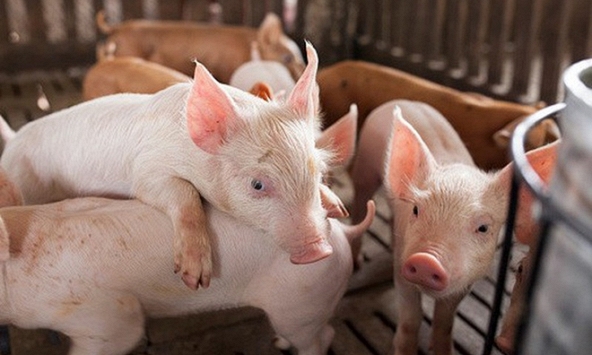Giá heo hơi hôm nay 28/4:  Giá heo không giảm thêm
