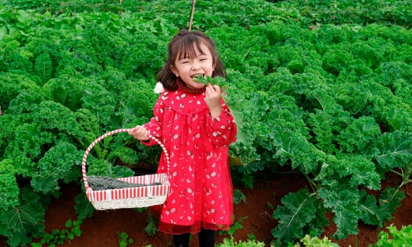 Nếu muốn cải thiện thị lực, hãy ăn cải xoăn thay vì cà rốt!