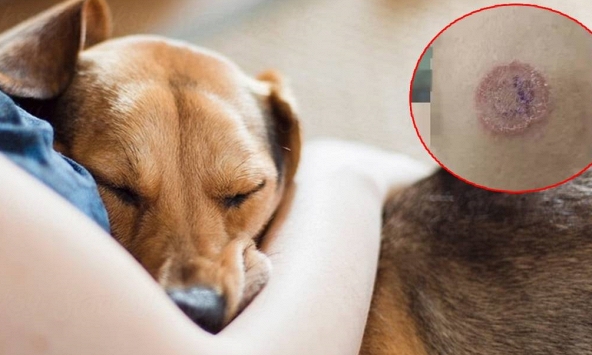 Mắc căn bệnh nấm da vì tiếp xúc thú cưng