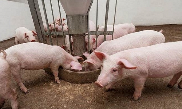 Giá heo hơi hôm nay 4/5: Giá heo sau lễ giữ nguyên