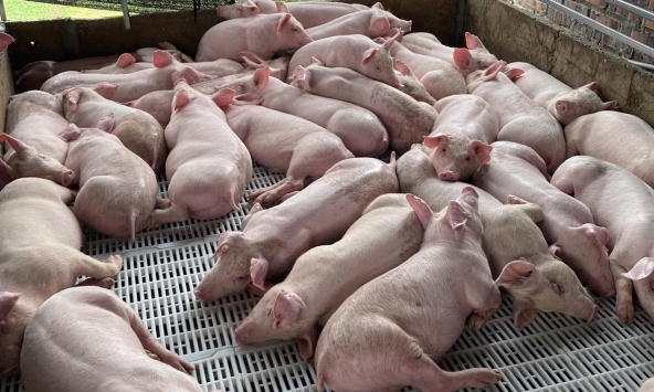 Giá heo hơi 5/5: Xu hướng tăng