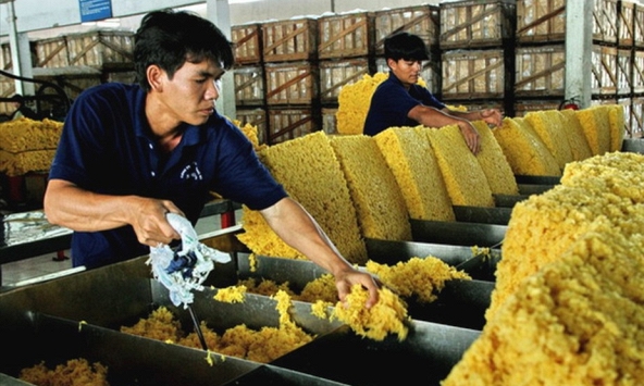 Giá cao su đang phục hồi