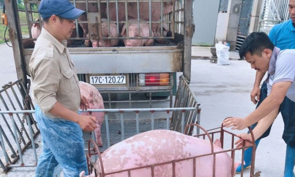 Giá heo hơi 6/5: Miền Bắc tăng nhẹ