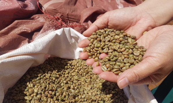 Dự báo tốc độ tăng giá cà phê sẽ chậm lại