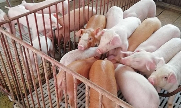 Giá heo hơi 8/5: Miền Bắc tăng nhanh