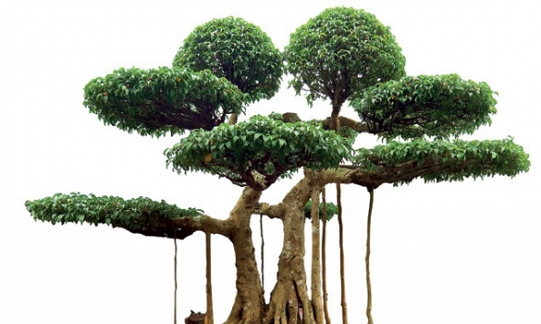 Theo phong thủy, có nên trồng cây si trước nhà?