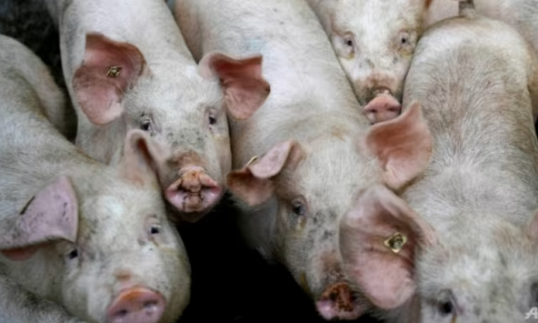 Indonesia xác nhận bùng phát dịch tả heo châu Phi