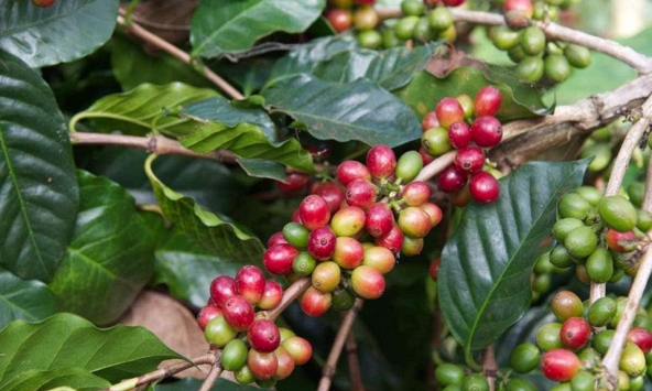 Thị trường nông sản 9/5: Giá tiêu, cao su, cà phê đồng loạt tăng