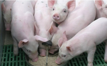 Giá heo hơi hôm nay 10/5: Dự báo mới nhất cho thấy giá heo sẽ tăng