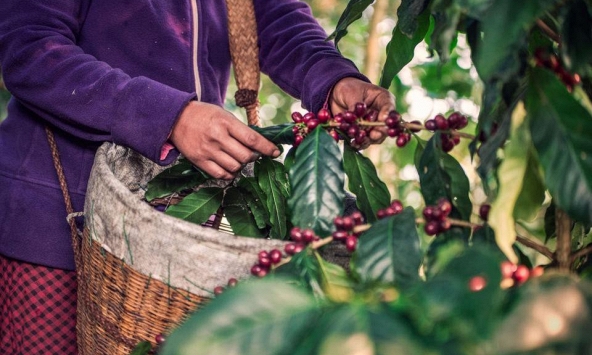 Thị trường nông sản 10/5: Giá tiêu tăng mạnh