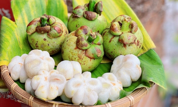 Hơn nửa triệu đồng/kg măng cụt sống nhưng vẫn được săn lùng