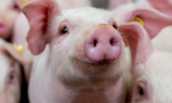 Giá heo hơi hôm nay 12/5: Giá tăng, nhiều địa phương có ngưỡng giá mới