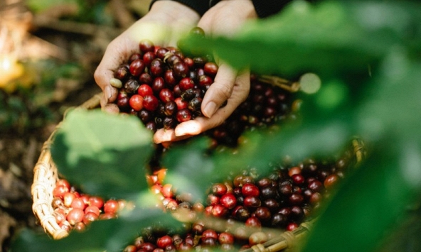 Thị trường nông sản 13/5: Giá cà phê trong nước lao dốc mạnh