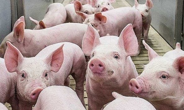 Giá heo hơi hôm nay 13/5: Nhiều địa phương đã có giá 57.000 đồng/kg