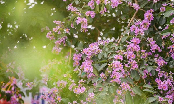 Tháng 5 nhuộm tím màu hoa bằng lăng mùa hạ