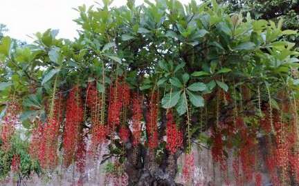 Cây lộc vừng nên trồng ở vị trí nào trong nhà?