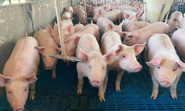 Giá heo hơi hôm nay 15/5: Đà tăng chậm lại