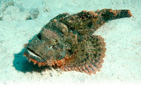 Loài cá vừa 'độc' vừa 'đắt' nhưng lại được giới sành ăn săn lùng