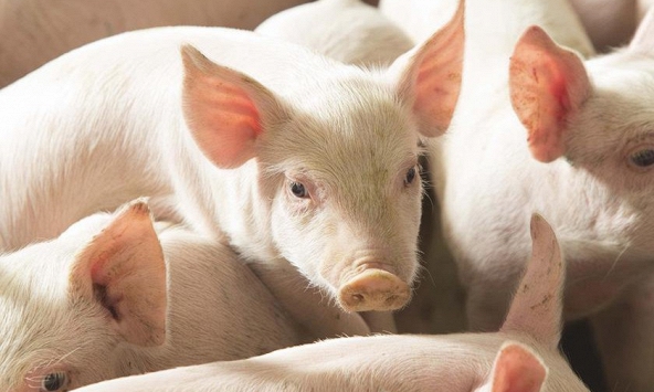 Giá heo hơi hôm nay 16/5: Doanh nghiệp tiếp tục tăng giá heo thịt