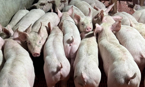 Giá heo hơi 18/5: Miền Nam tăng mạnh