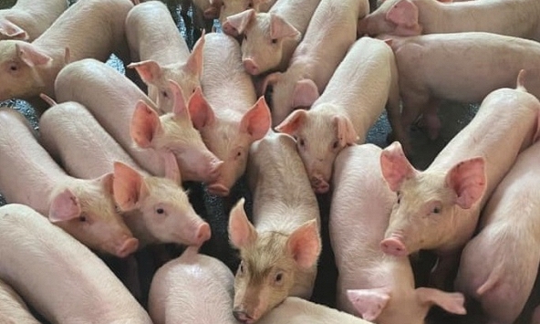 Giá heo hơi hôm nay 19/5: Mỗi ngày tăng 1.000 đồng/kg