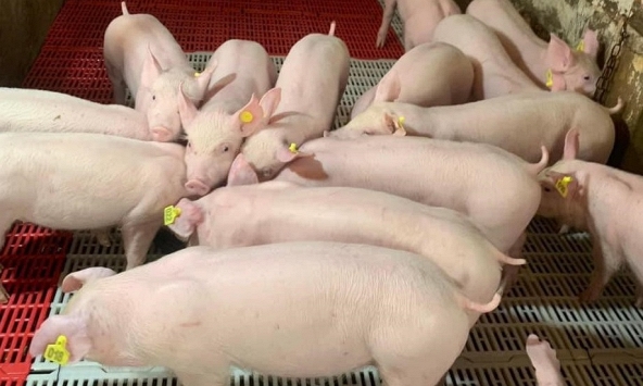 Giá heo hơi hôm nay 20/5: Doanh nghiệp dừng tăng giá