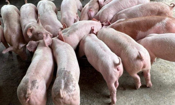 Giá heo hơi 23/5: Thị trường giao dịch quanh mức 60.000 đồng/kg