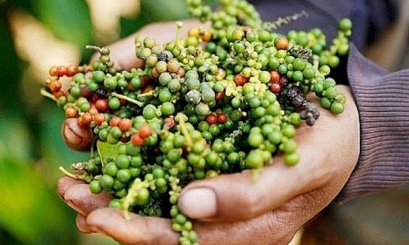 Giá tiêu có thể tăng nóng trở lại trong thời gian tới?